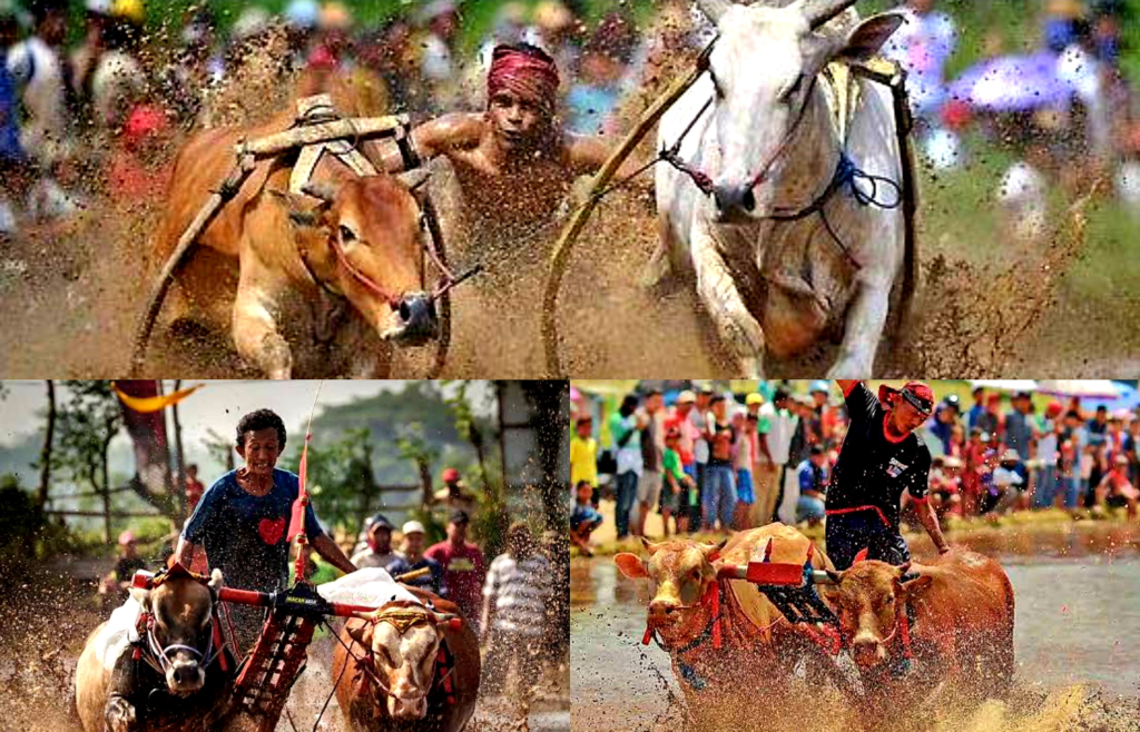 Karapan Sapi
